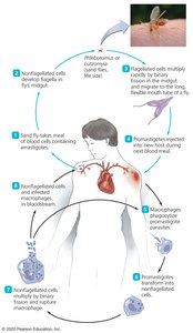 Leishmania life cycle and transmission
