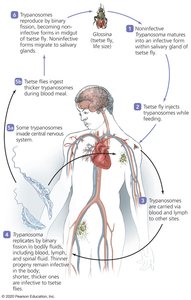 Trypanosoma brucei life cycle and transmission