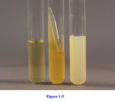 Salt tolerance test tubes with no growth in either tube