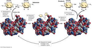 The catalytic cycle of an enzyme