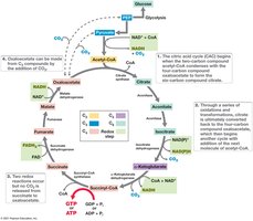 The citric acid cycle