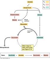 The glyoxylate cycle