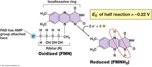 Flavin mononucleotide (FMN), a hydrogen atom carrier