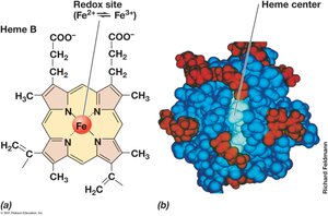 Cytochrome and its structure