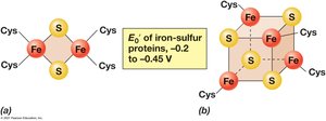 Arrangement of the iron–sulfur centers of nonheme iron–sulfur proteins