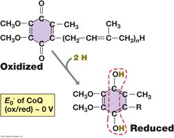 Structure of oxidized and reduced forms of ubiquinone (Coenzyme Q)