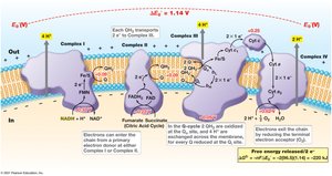 Generation of the proton motive force during aerobic respiration