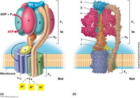Structure and function of the reversible ATP synthase (ATPase) in Escherichia coli