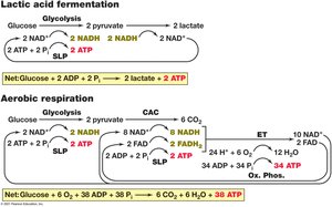 Energetics in fermentation and aerobic respiration
