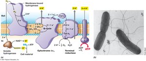 Energy conservation in Ralstonia eutropha, an autotrophic chemolithotroph that oxidizes H2