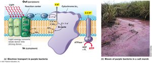 Electron flow in anoxygenic photosynthesis in a purple bacterium