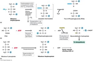 Key reactions of the Calvin cycle