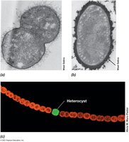 Two ways of protecting nitrogenase from O2
