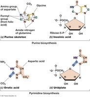 Biosynthesis of purines and pyrimidines