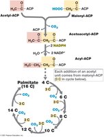 The biosynthesis of the C16 fatty acid palmitate