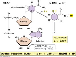 The redox coenzymes NAD+ and NADP+