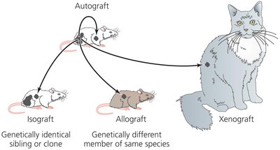 Types of Grafts