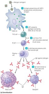 Mechanism of Type I Hypersensitivity Sensitization