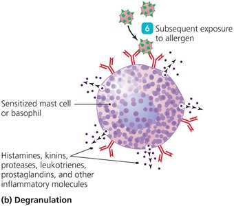 Mechanism of Type I Hypersensitivity Degranulation