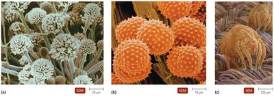 Common Allergens