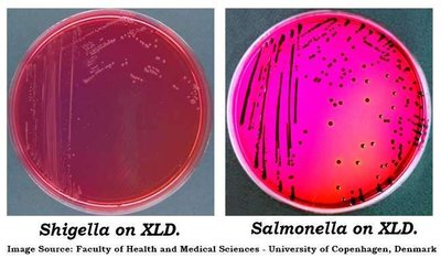 Shigella and Salmonella on XLD agar