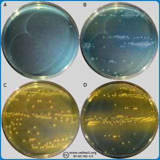 CLED agar with different colony colors