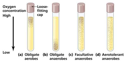 Bacterial oxygen preferences in thioglycolate broth