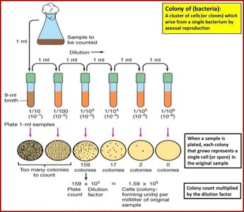 Dilution series and colony counting