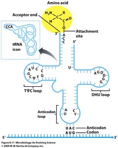 tRNA structure showing anticodon and amino acid attachment site
