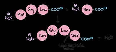 Peptide bond formation during translation