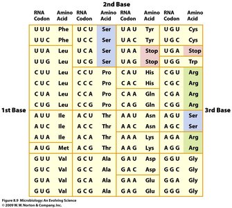 Genetic code table showing codons and corresponding amino acids
