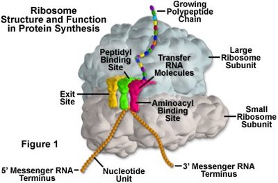 Prokaryotic ribosome structure with A, P, and E sites