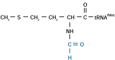 Structure of N-formylmethionine-tRNA (fMet-tRNA)