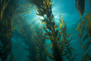 Kelp forest (multicellular algae)