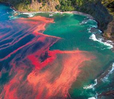 Red tide caused by dinoflagellates