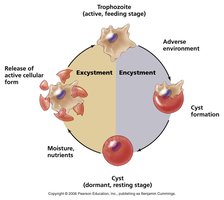 Protozoan life cycle: trophozoite and cyst stages