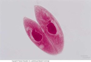 Protozoan conjugation (sexual reproduction)