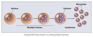 Schizogony in protozoa (asexual reproduction)