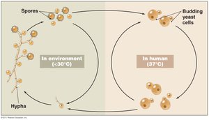 Life cycle of thermal dimorphic fungi
