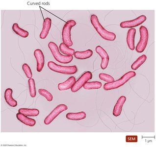 SEM image of Vibrio curved rods