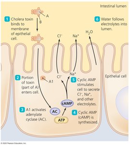 Mechanism of cholera toxin action