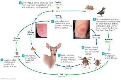 Life cycle of the deer tick Ixodes