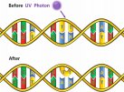 UV-induced thymine dimers in DNA