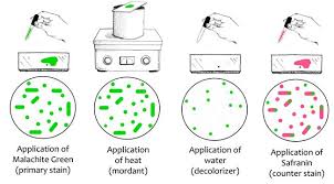 Endospore staining process and results