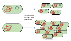 Bacterial transformation: plasmid uptake and colony growth