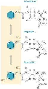 Chemical structures of penicillin G, ampicillin, and amoxicillin