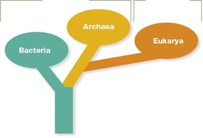 Phylogenetic tree showing Bacteria, Archaea, and Eukarya
