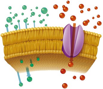 Simple and facilitated diffusion across a membrane