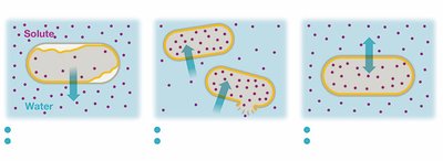 Osmosis in hypertonic, hypotonic, and isotonic environments