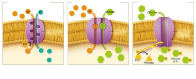 Types of active transport mechanisms
